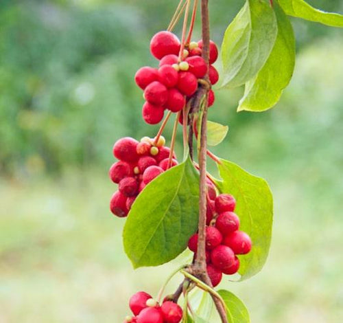 Schizandra (wu Wei Zi) ( Schisandra Sinensis ) Chinese Herbal Tincture | G Baldwin & Co Schizandra (wu Wei Zi) ( Schisandra Sinensis ) Chinese Herbal Tincture | G Baldwin & Co