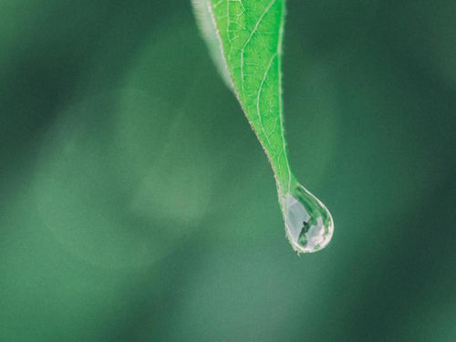 procedes-extract-verts-min-800x600 - Mustela Hong Kong - 1