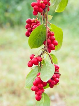 slider_schisandra-ingredient-mustela_275x366_e57ff78c-57c1-4206-98b6-8b11fa428b4d - Mustela Hong Kong - 1